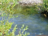 North Fork Tongue River trout